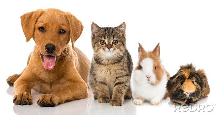 Sticker Hund und Katze und andere Haustiere in einer Reihe