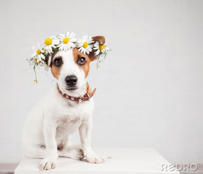 Sticker Hund weiß-braun mit Kranz auf dem Kopf