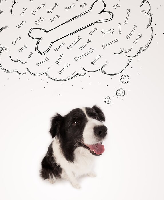 Sticker Hunde Border Collie träumt von Knochen