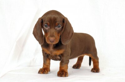 Sticker Hunde brauner Dackelwelpe mit brauner Nase