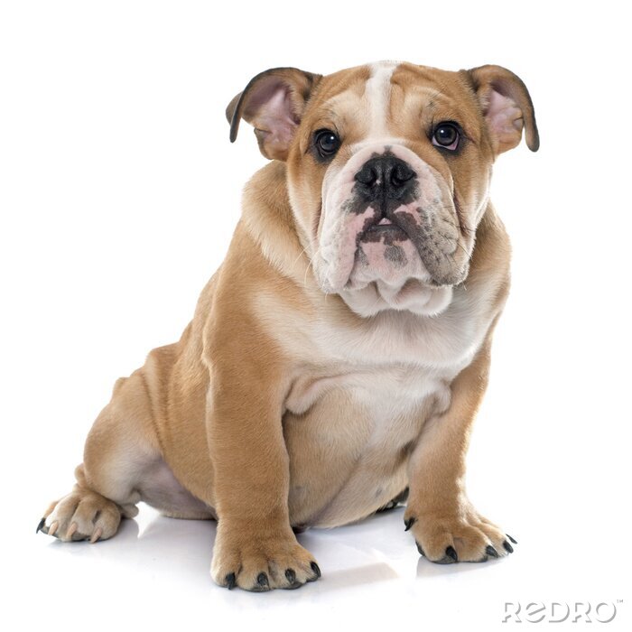 Sticker Hunde Bulldogge auf zwei Pfoten gestützt