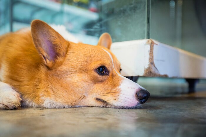 Sticker Hunde Corgi auf dem Boden mit aufgestellten Ohren