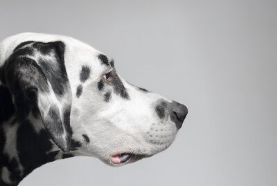 Hunde Dalmatiner Porträt im Profil