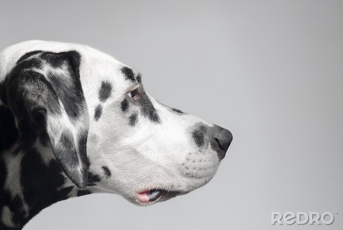 Sticker Hunde Dalmatiner Porträt im Profil