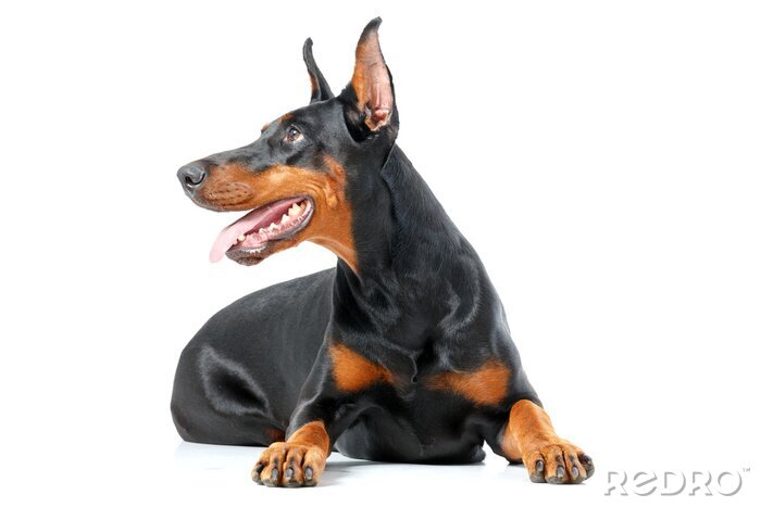 Sticker Hunde Dobermann mit glänzendem Fell und ausgestreckten Pfoten
