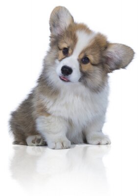 Sticker Hunde flauschiger Welpe mit leicht heraushängender Zunge