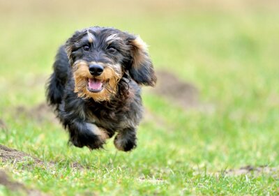 Sticker Hunde glücklicher Hund läuft durch eine Wiese