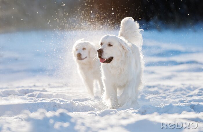 Sticker Hunde im Schnee zwei weiße Goldens