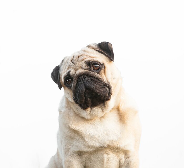 Sticker Hunde Mops mit traurigem Gesicht