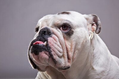 Sticker Hunde Porträt einer Bulldogge mit einem schwarzen Fleck in der Nähe des Auges