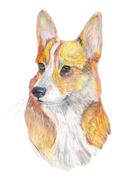 Sticker Hunde Porträt eines Corgi-Hundes Aquarell