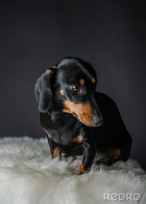 Sticker Hunde Porträt eines Dackels mit schwarzem und glänzendem Fell