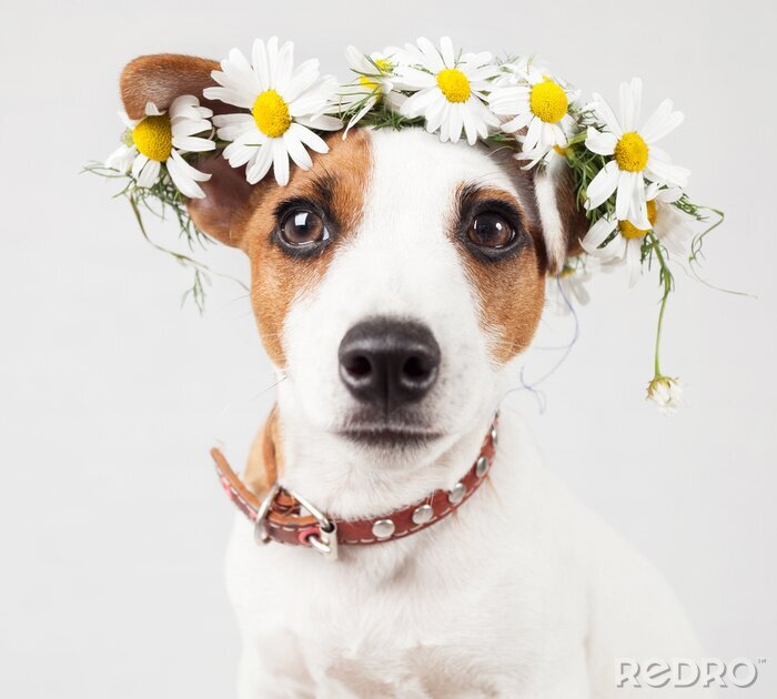 Sticker Hunde Porträt eines Hundes mit einem Kranz aus Gänseblümchen auf dem Kopf