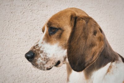 Sticker Hunde Porträt eines traurigen Beagles vor einer Wand