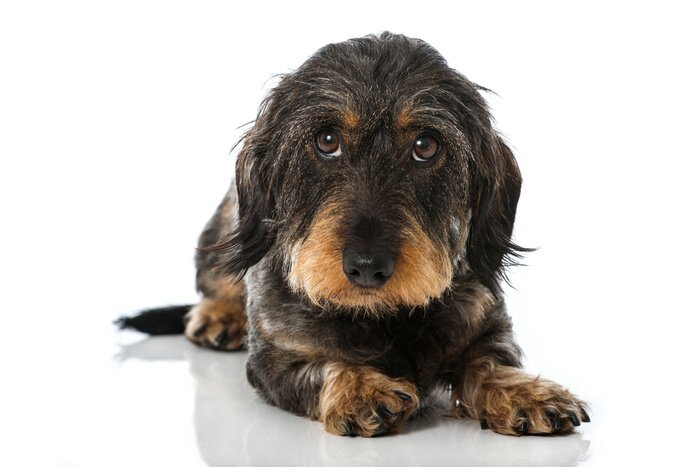 Sticker Hunde Rauhaardackel mit braunen Augen