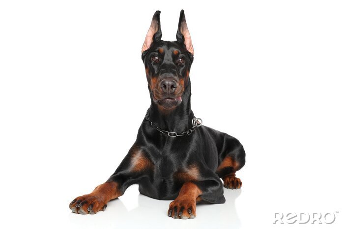 Sticker Hunde schwarz-brauner Dobermann in Kettenhalsband
