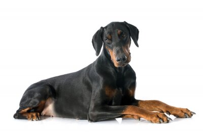 Sticker Hunde schwarz-brauner Dobermann mit leicht geneigtem Kopf