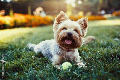Sticker Hunde Terrier im Garten mit Tennisball