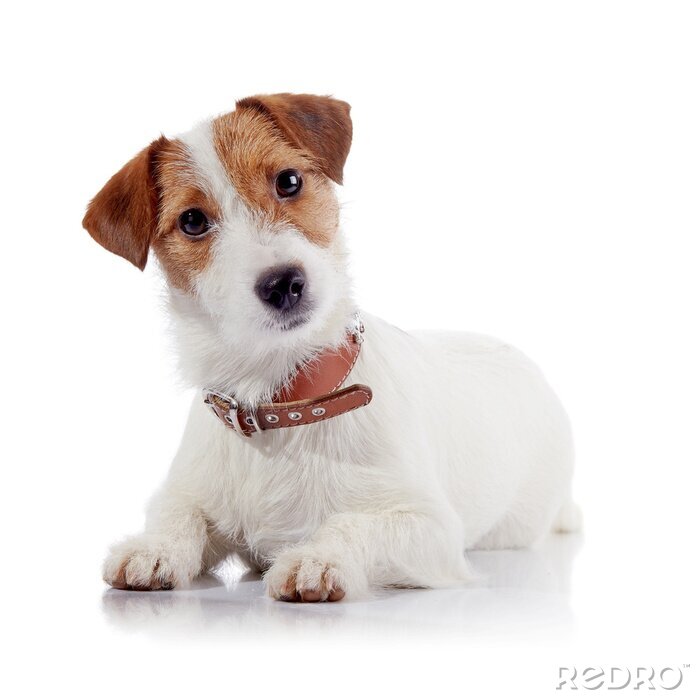 Sticker Hunde Terrier mit neugierig geneigtem Kopf