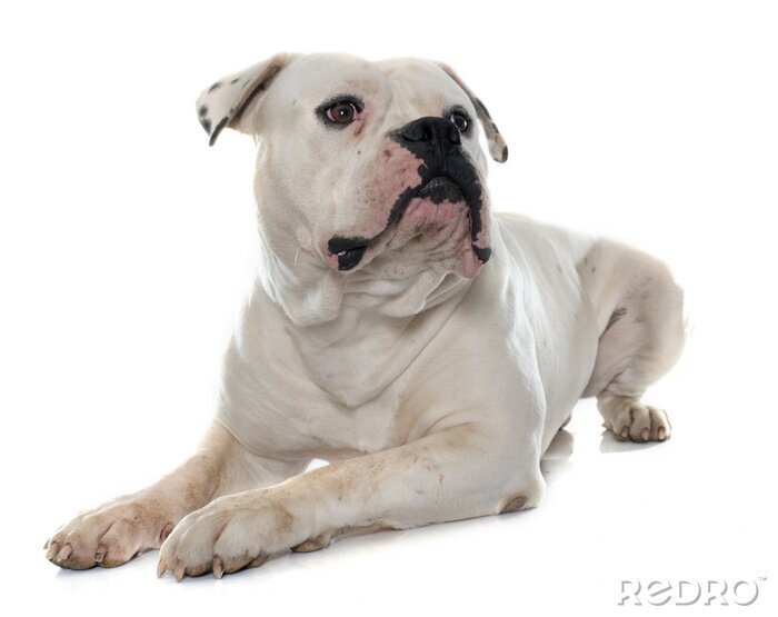 Sticker Hunde weiße Bulldogge mit schwarzen Flecken auf den Ohren