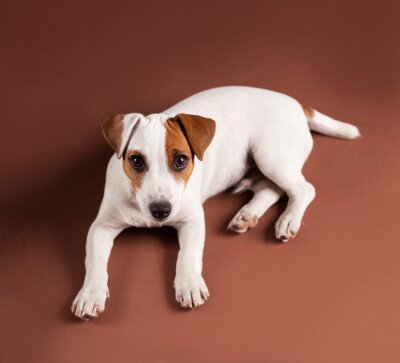 Sticker Hunde Welpe mit braunem Augenfleck