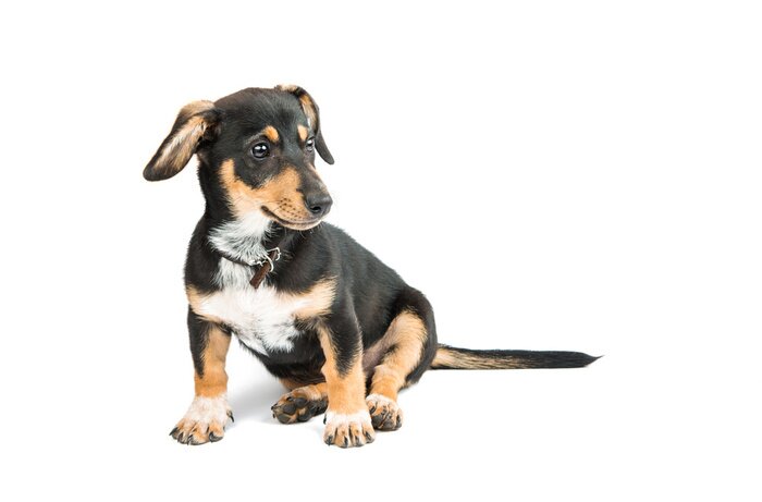 Sticker Hunde Welpe mit langem geradem Schwanz