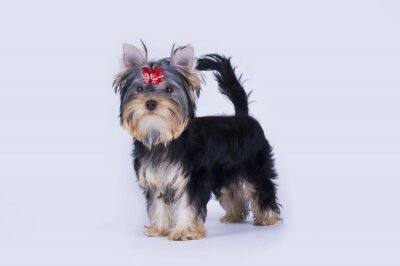 Sticker Hunde Yorkshire mit roter Schleife über den Augen