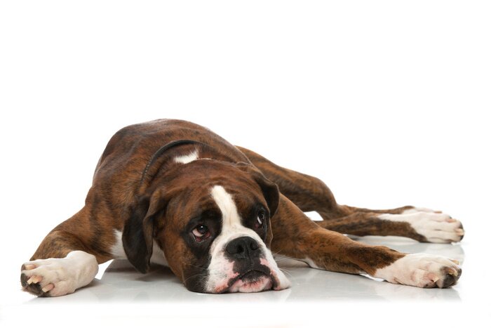 Sticker Hundepfoten verstreut rund herum ruhender Boxer