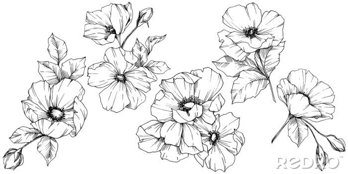 Sticker Hundsrose Blumen schwarz-weiße Skizzen