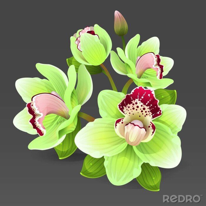 Sticker Illustration mit einer seladongrünen Orchidee