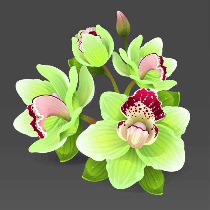 Sticker Illustration mit einer seladongrünen Orchidee