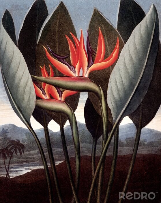 Sticker illustration of flower