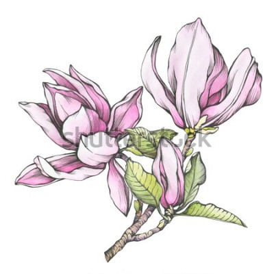 Sticker Illustration von rosa Magnolie
