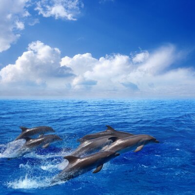Im Meer springende Delfine