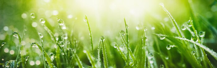 Sticker Juicy lush green grass on meadow with drops of water dew in morning light in spring summer outdoors close-up macro, panorama. Beautiful artistic image of purity and freshness of nature, copy space.