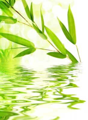 Junge Bambusblätter am Wasser