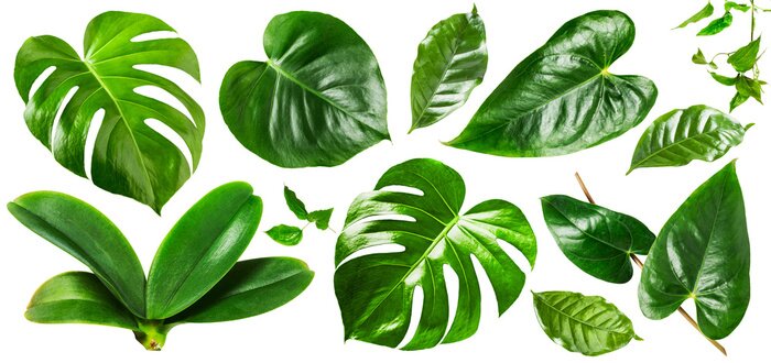 Sticker Jungle green leaves
