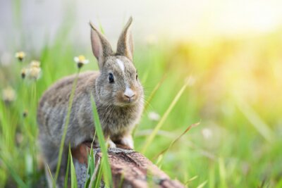 Sticker Kaninchen auf grüner Wiese
