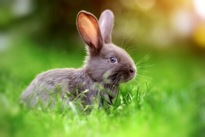 Sticker Kaninchen im grünen Gras