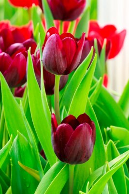 Sticker Kastanienbraune Blüten in Blättern