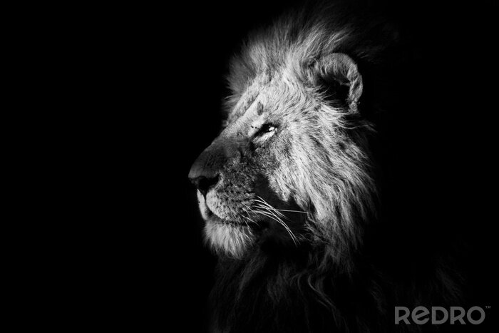 Sticker Katze Löwe auf schwarzem Hintergrund