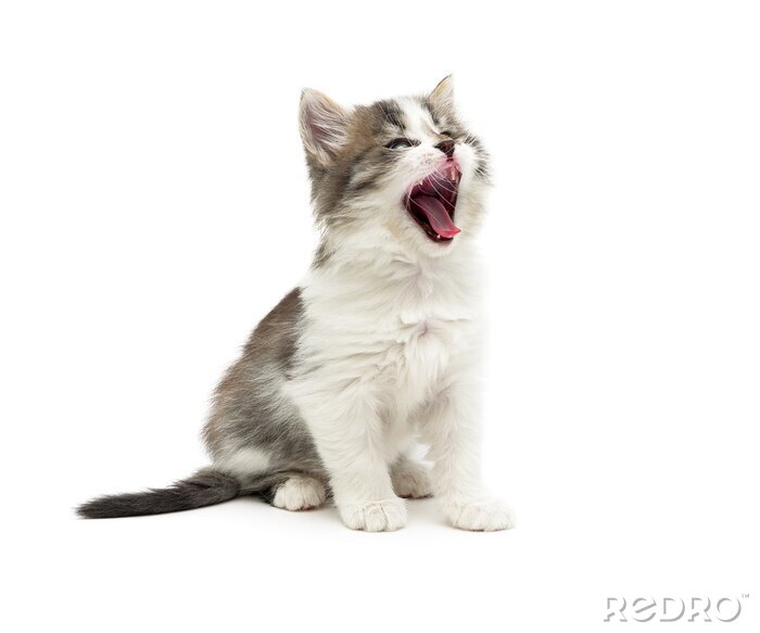 Sticker Katze mit weit geöffnetem Maul und herausgestreckter Zunge