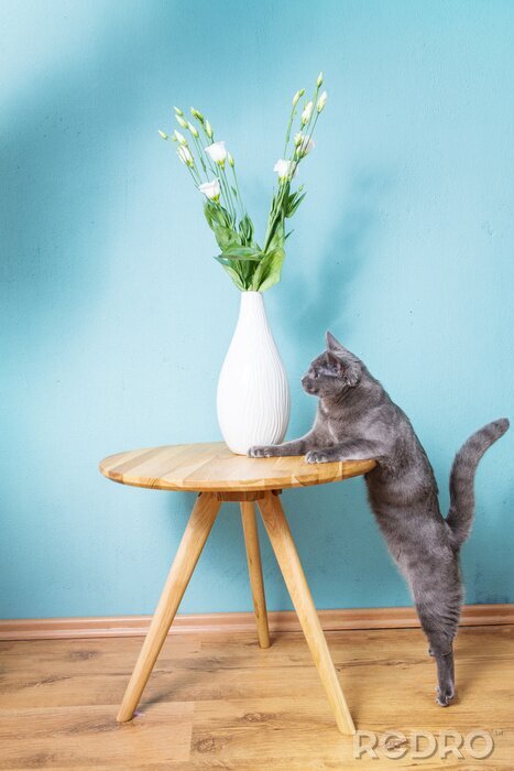 Sticker Katzen auf einen Tisch kletternde graue Katze