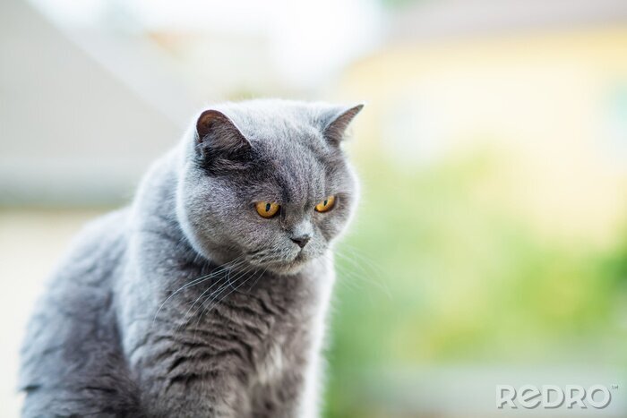 Sticker Katzen Britische Katze mit konzentriertem Blick