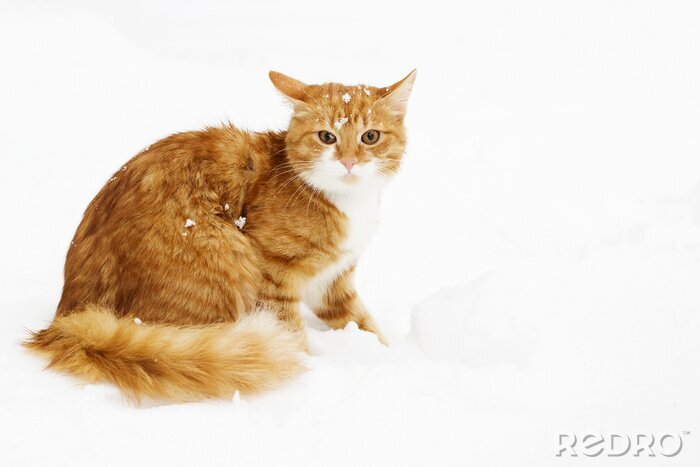 Sticker Katzen flauschige rote Katze mit Schnee auf dem Kopf