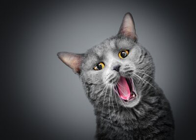 Sticker Katzen graue Katze mit gelben Augen und offenem Maul