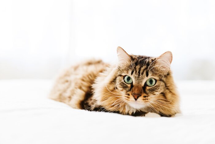 Sticker Katzen Hauskatze auf weißem Bett