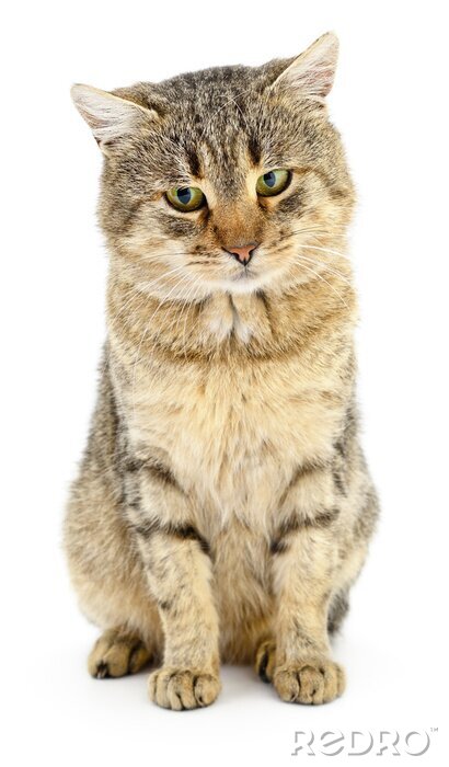 Sticker Katzen Hauskatze mit flauschigem Fell
