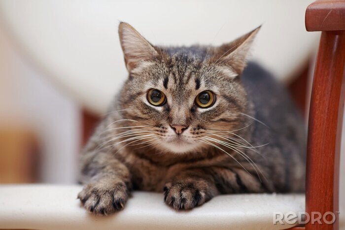 Sticker Katzen Hauskatze mit geweiteten Pupillen Porträt