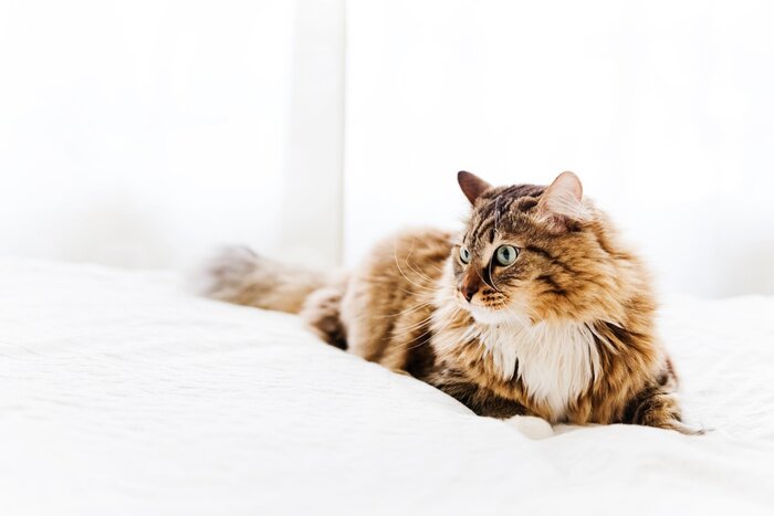 Sticker Katzen Hauskatze mit weißer Krawatte auf dem Bett liegend